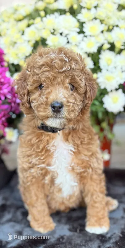 lexi – Poodle - Standard  puppy for sale in Canaan, ME
