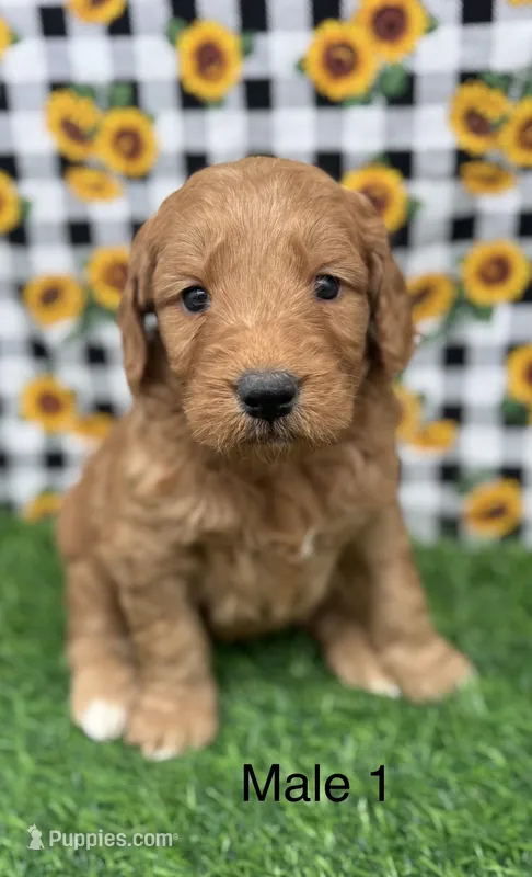 Romeo, a male Goldendoodle for sale in Canaan, ME – 1 of 1
