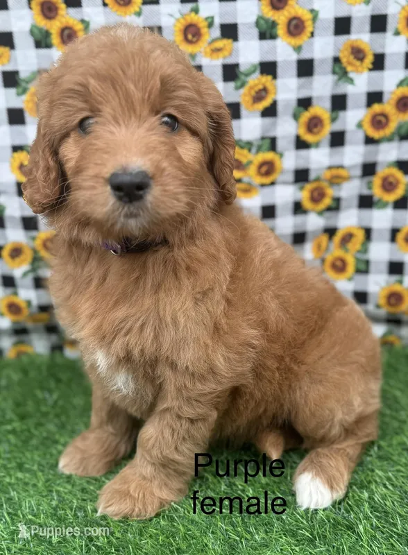Medium F1 – Goldendoodle puppy for sale in Canaan, ME