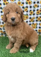 Medium F1, a female Goldendoodle for sale in Canaan, ME – 1 of 1