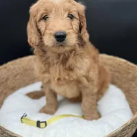 Medium F1, a female Goldendoodle for sale in Canaan, ME – Photo 1 of 3
