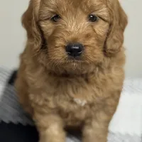 Medium F1, a female Goldendoodle for sale in Canaan, ME – Photo 2 of 3