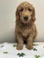 Medium F1, a female Goldendoodle for sale in Canaan, ME – Photo 3 of 3