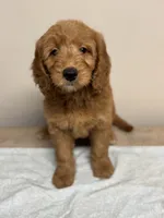 Romeo, a male Goldendoodle for sale in Canaan, ME – 2 of 2
