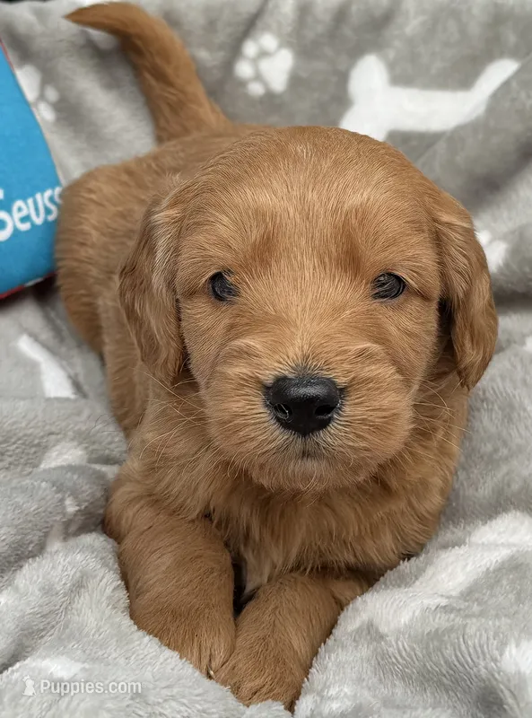 Tucker – Goldendoodle puppy for sale in Canaan, ME