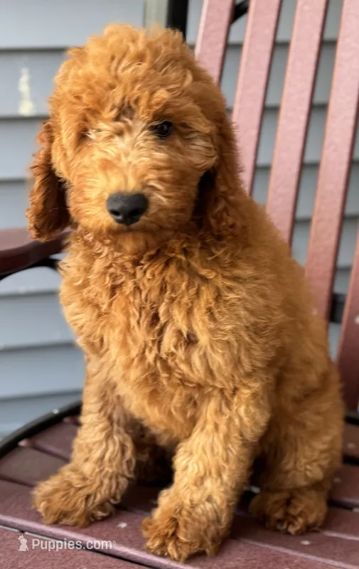 Lenox – Miniature Goldendoodle puppy for sale in Canaan, ME
