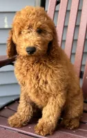 Lenox, a male Miniature Goldendoodle for sale in Canaan, ME – 1 of 1