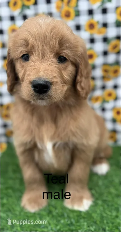Tucker, a male Goldendoodle for sale in Canaan, ME – 1 of 1