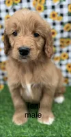 Tucker, a male Goldendoodle for sale in Canaan, ME – 1 of 1