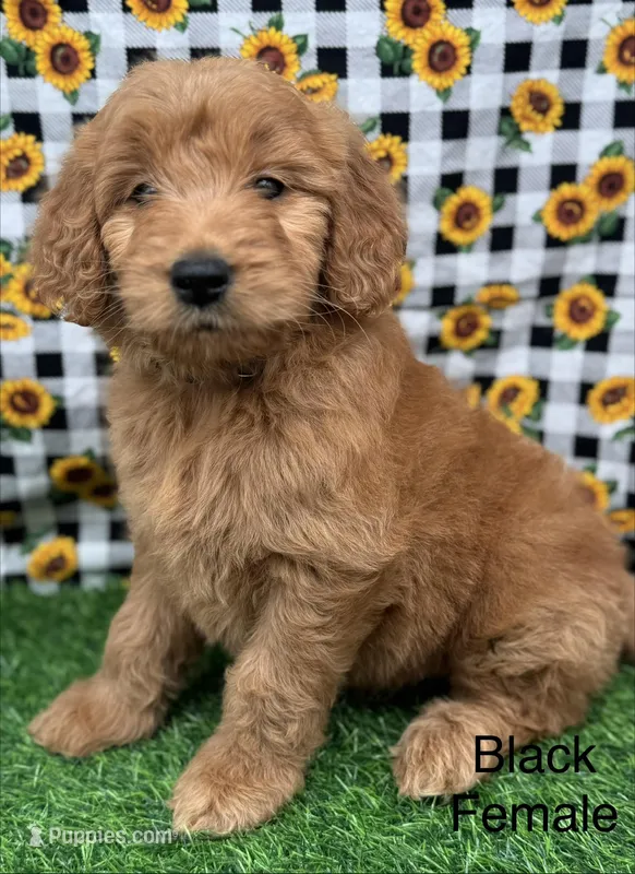 Surry, a female Goldendoodle for sale in Canaan, ME – 1 of 1