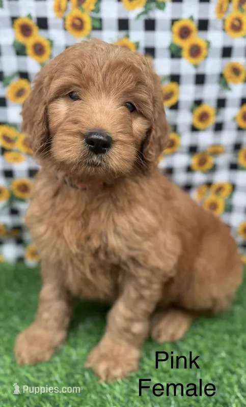skipper – Goldendoodle puppy for sale in Canaan, ME