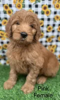 skipper, a female Goldendoodle for sale in Canaan, ME – 1 of 1