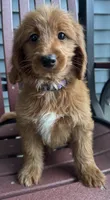 millie, a female English Goldendoodle for sale in Canaan, ME – 1 of 1