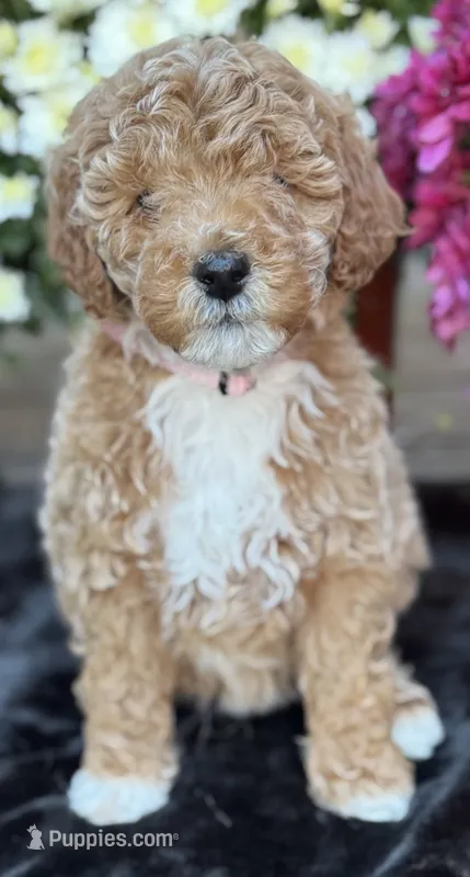 meg – Poodle - Standard  puppy for sale in Canaan, ME