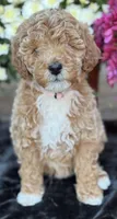 meg, a female Poodle - Standard  for sale in Canaan, ME – 1 of 1