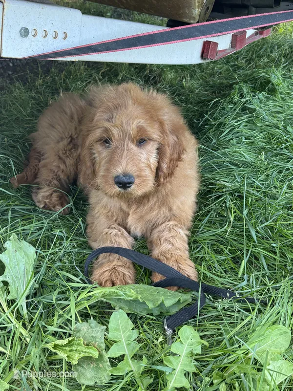 Tucker – Goldendoodle puppy for sale in Canaan, ME