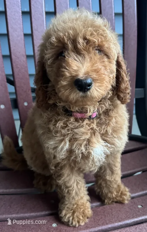 sadie – Miniature Goldendoodle puppy for sale in Canaan, ME