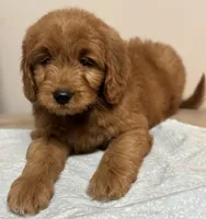 Harper, a female Goldendoodle for sale in Canaan, ME – 2 of 2