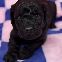 mini, a male Goldendoodle for sale in Canaan, ME – Photo 1 of 2