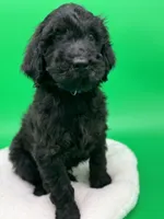 mini, a male Goldendoodle for sale in Canaan, ME – Photo 2 of 2