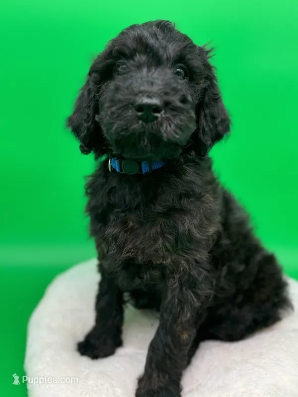 Mini – Goldendoodle puppy for sale in Canaan, ME