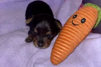 Boy tiny  Yorkie , a  Yorkshire Terrier for sale in Louisburg, NC – 5 of 6