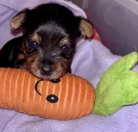 Boy tiny  Yorkie , a  Yorkshire Terrier for sale in Louisburg, NC – 2 of 6