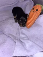 Boy tiny  Yorkie , a  Yorkshire Terrier for sale in Louisburg, NC – 4 of 6