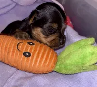 Boy tiny  Yorkie , a  Yorkshire Terrier for sale in Louisburg, NC – 3 of 6