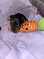 Boy tiny  Yorkie , a  Yorkshire Terrier for sale in Louisburg, NC – 6 of 6