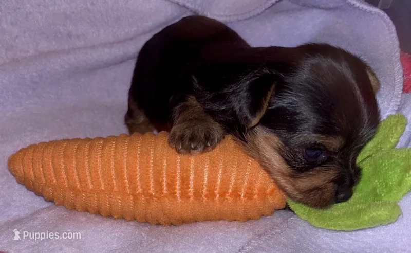 Boy tiny  Yorkie  – Yorkshire Terrier puppy for sale in Louisburg, NC