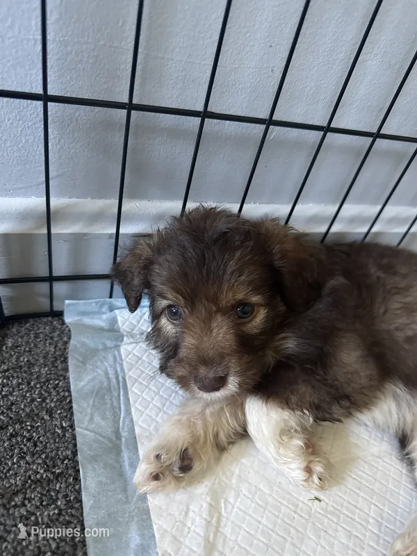 Moonpie – Poodle - Miniature , Miniature Australian Shepherd puppy for sale in Saint Albans, VT