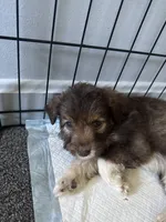 Moonpie, a male Poodle - Miniature  and Miniature Australian Shepherd for sale in Saint Albans, VT – 1 of 6