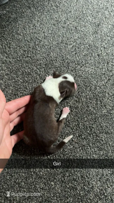Dottie – Poodle - Miniature , Miniature Australian Shepherd puppy on hold in Saint Albans, VT
