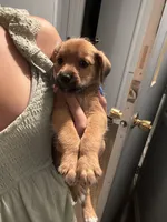 Baby, a male Poodle - Miniature  and Miniature Australian Shepherd for sale in Saint Albans, VT – 2 of 8