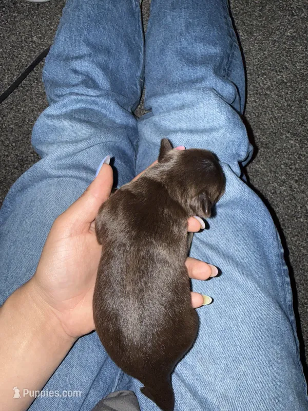 Brownie – Poodle - Miniature , Miniature Australian Shepherd puppy for sale in Saint Albans, VT