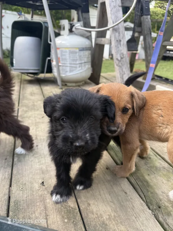 Berry – Poodle - Miniature , Miniature Australian Shepherd puppy for sale in Saint Albans, VT