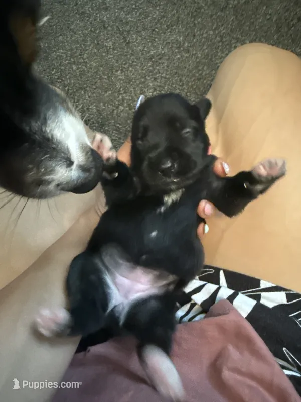 Munchie – Poodle - Miniature , Miniature Australian Shepherd puppy on hold in Saint Albans, VT