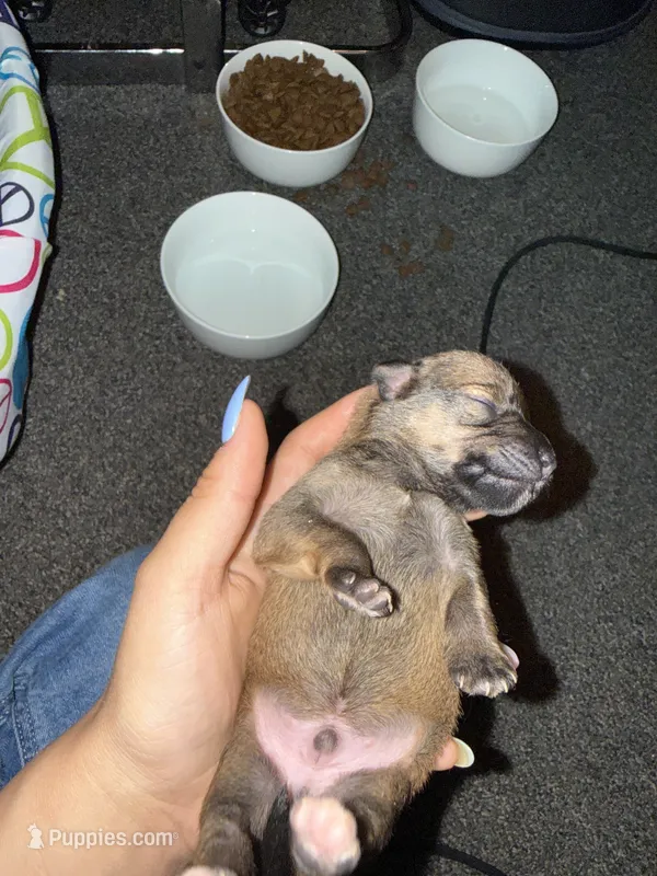 Baby – Poodle - Miniature , Miniature Australian Shepherd puppy for sale in Saint Albans, VT