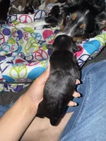 Blackie, a female Poodle - Miniature  and Miniature Australian Shepherd for sale in Saint Albans, VT – 2 of 3