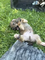 Baby, a male Poodle - Miniature  and Miniature Australian Shepherd for sale in Saint Albans, VT – 4 of 8