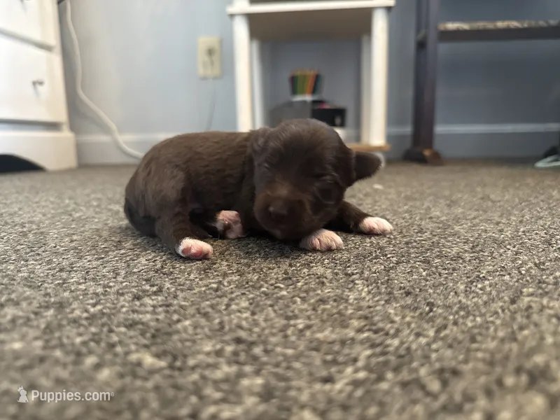 Brownie – Poodle - Miniature , Miniature Australian Shepherd puppy on hold in Saint Albans, VT