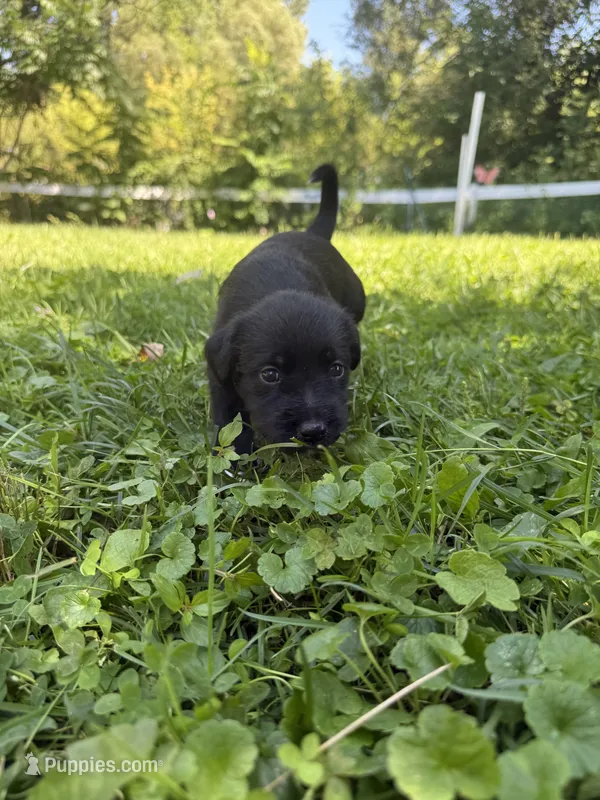 Munchie – Poodle - Miniature , Miniature Australian Shepherd puppy for sale in Saint Albans, VT