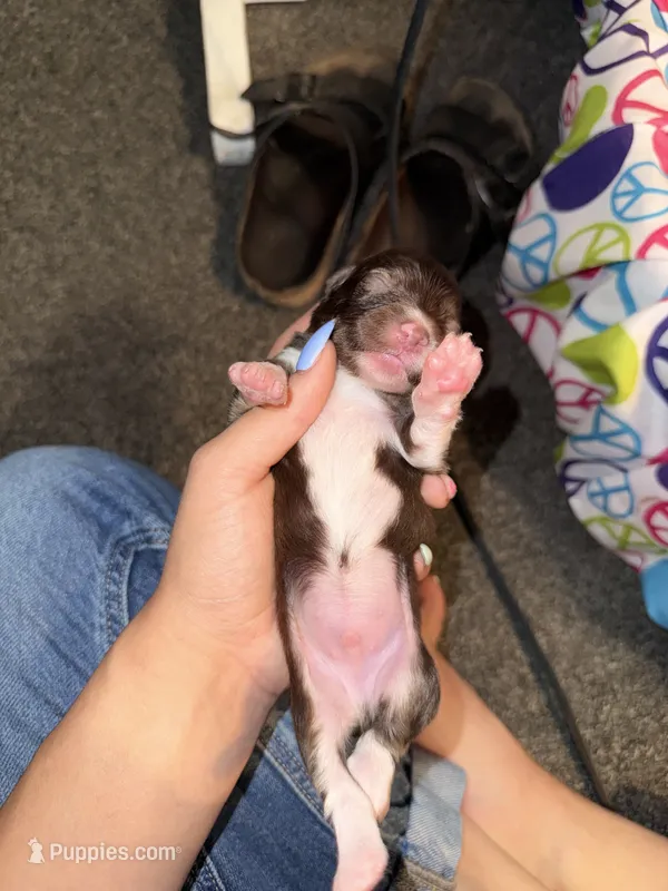Beans – Poodle - Miniature , Miniature Australian Shepherd puppy on hold in Saint Albans, VT