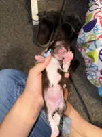 Beans, a male Poodle - Miniature  and Miniature Australian Shepherd for sale in Saint Albans, VT – 1 of 4