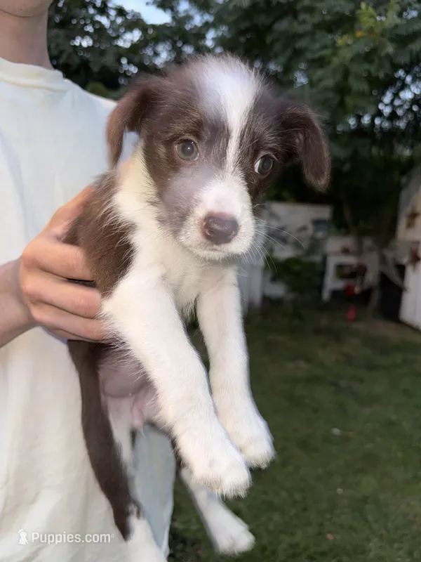 Dottie – Poodle - Miniature , Miniature Australian Shepherd puppy on hold in Saint Albans, VT