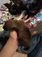 Baby, a male Poodle - Miniature  and Miniature Australian Shepherd for sale in Saint Albans, VT – 2 of 2
