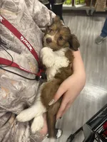 Bailey, a female Poodle - Miniature  and Miniature Australian Shepherd for sale in Saint Albans, VT – 2 of 4