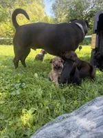 Baby, a male Poodle - Miniature  and Miniature Australian Shepherd for sale in Saint Albans, VT – 5 of 8