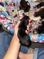 Munchie, a female Poodle - Miniature  and Miniature Australian Shepherd for sale in Saint Albans, VT – 2 of 3